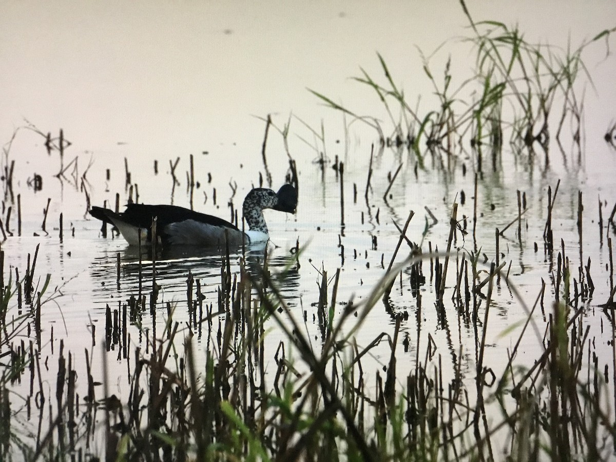 Knob-billed Duck - ML643041723