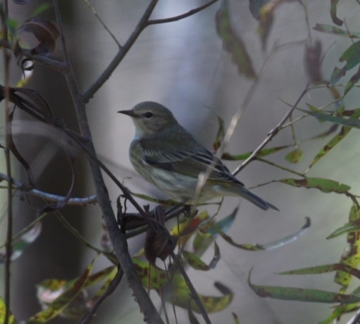 Palm Warbler - ML643041731