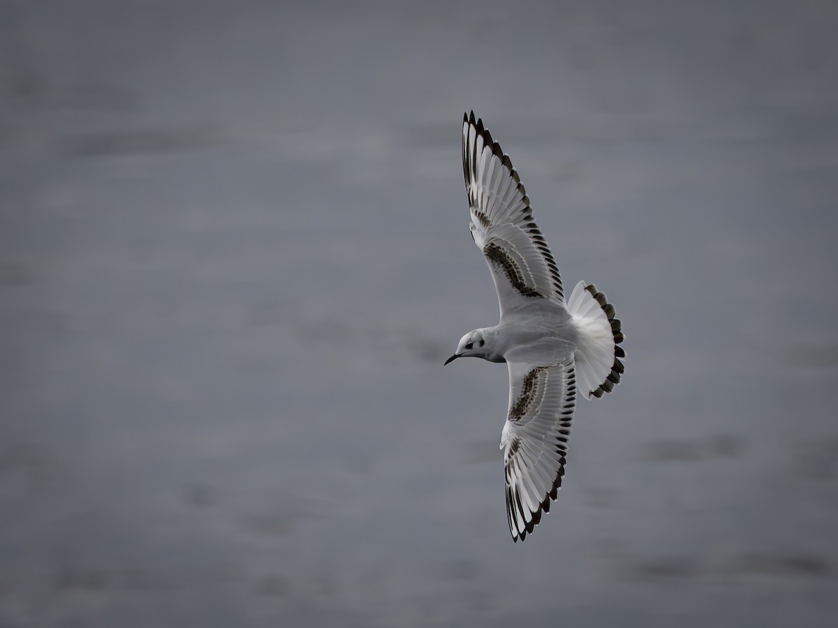 ボナパルトカモメ - ML643041741