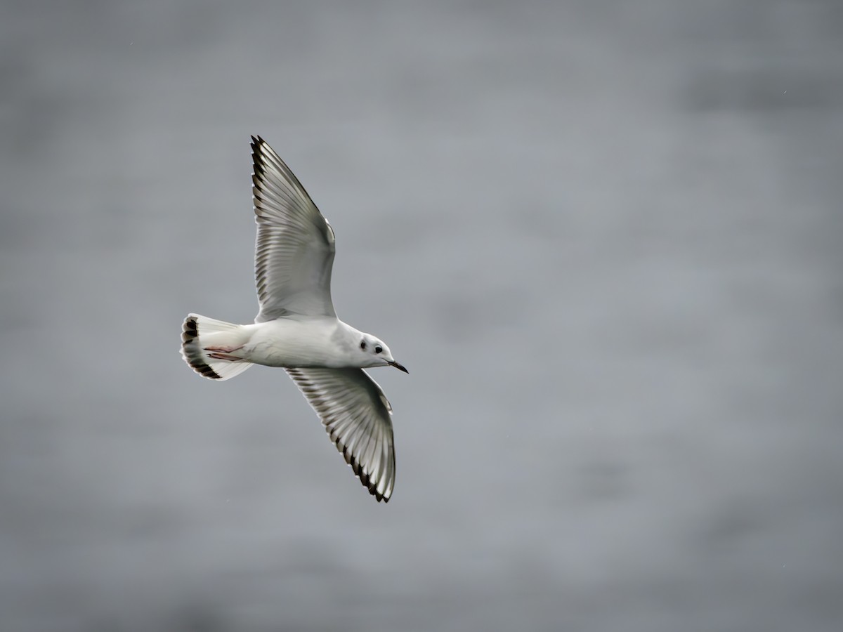 ボナパルトカモメ - ML643041742