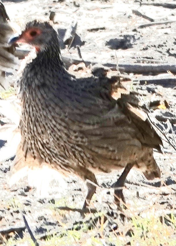 Francolin de Swainson - ML643041743