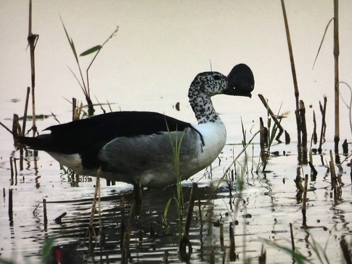 Knob-billed Duck - ML643041745
