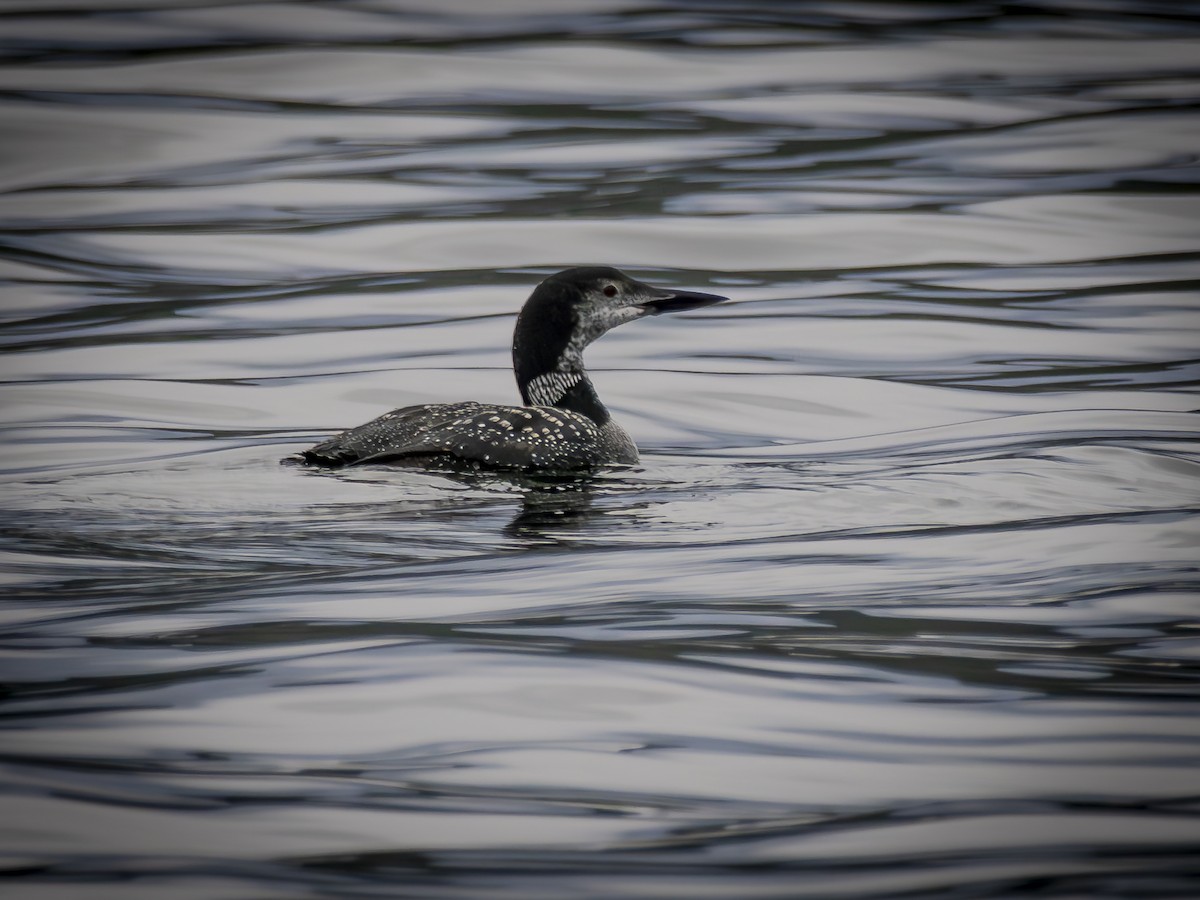 ハシグロアビ - ML643041755