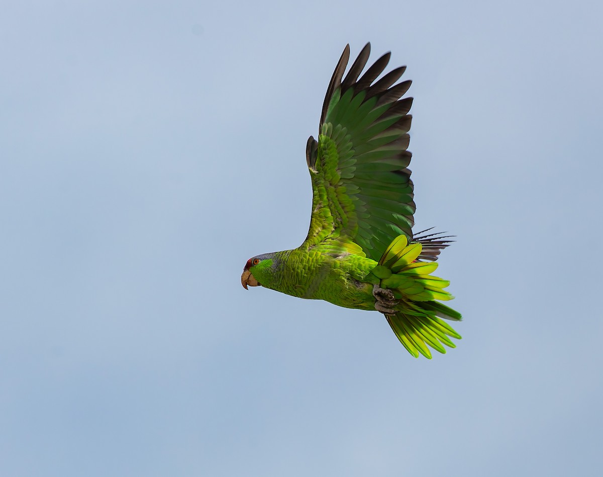 Lilac-crowned Amazon - ML643041762