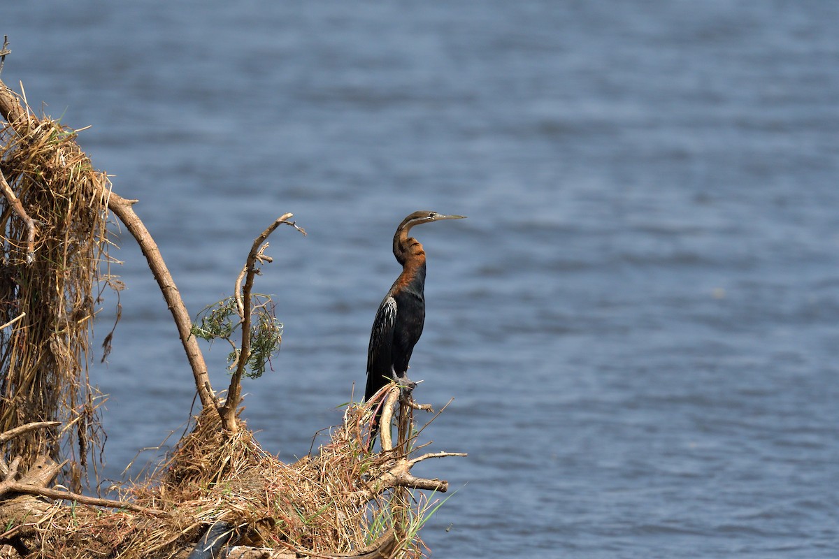 anhinga africká - ML643041768