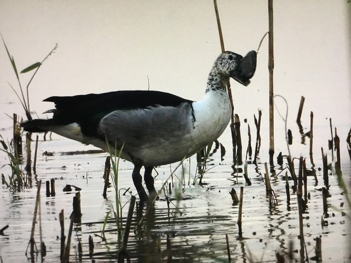 Knob-billed Duck - ML643041771