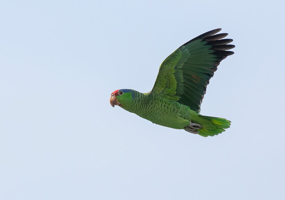 Lilac-crowned Amazon - ML643041794
