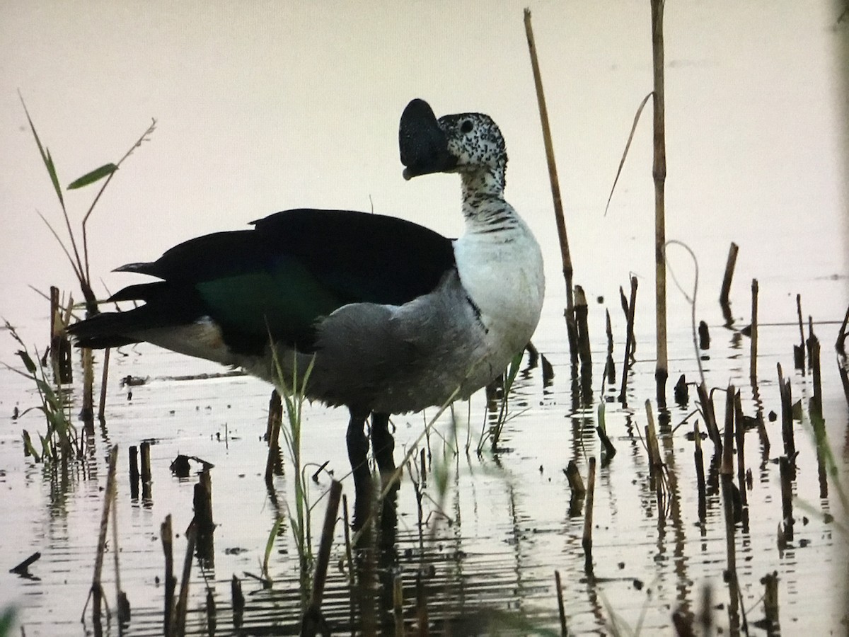 Knob-billed Duck - ML643041804