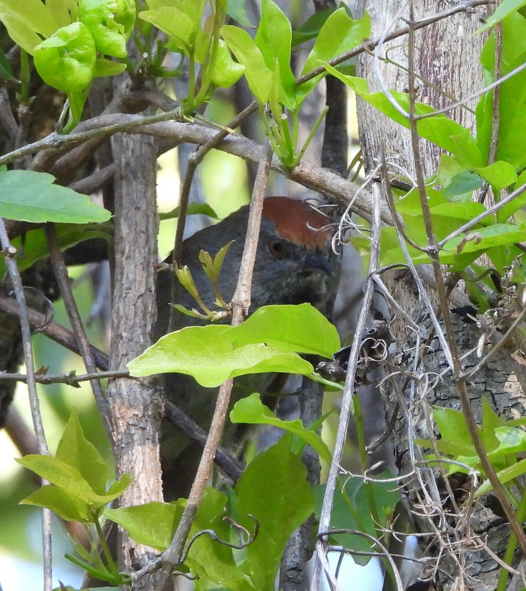 Spix's Spinetail - ML643041805