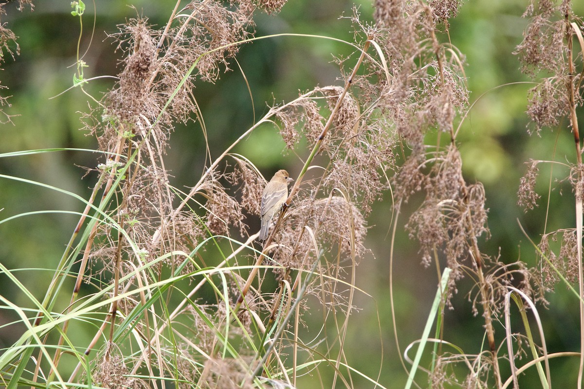 Blue Grosbeak - ML643041812