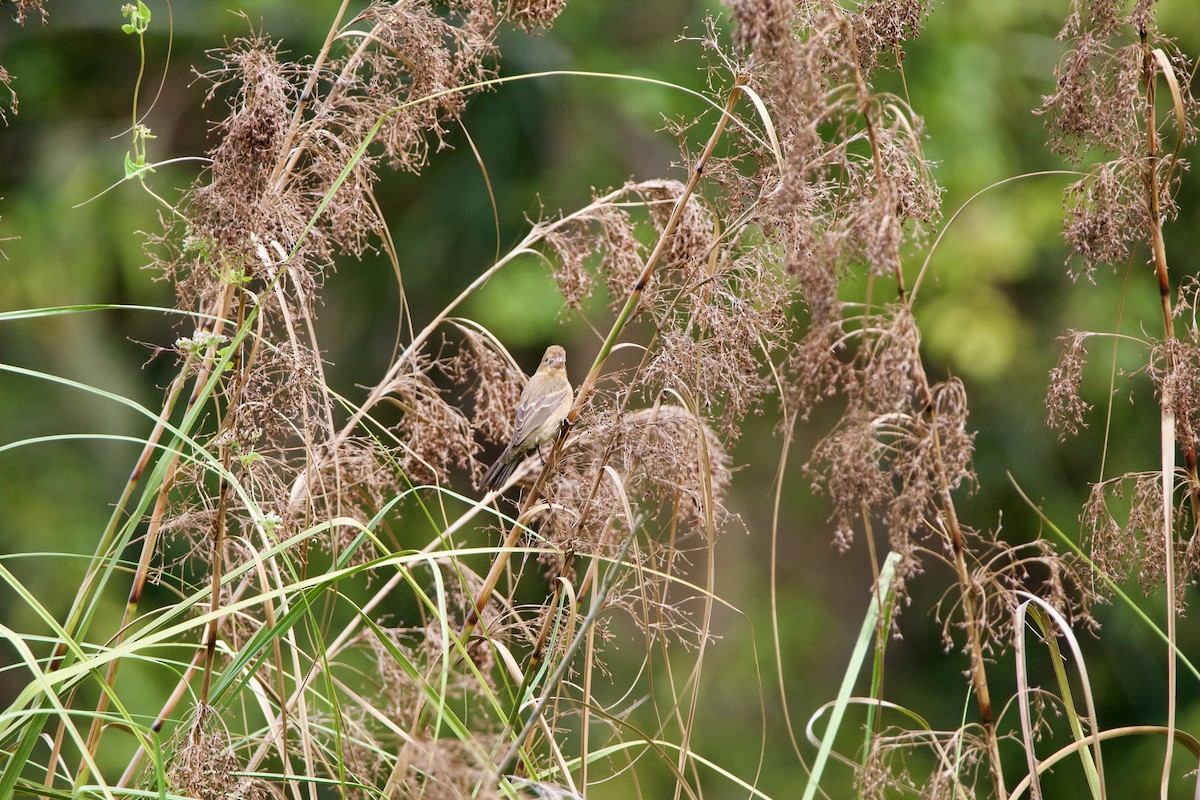Blue Grosbeak - ML643041815