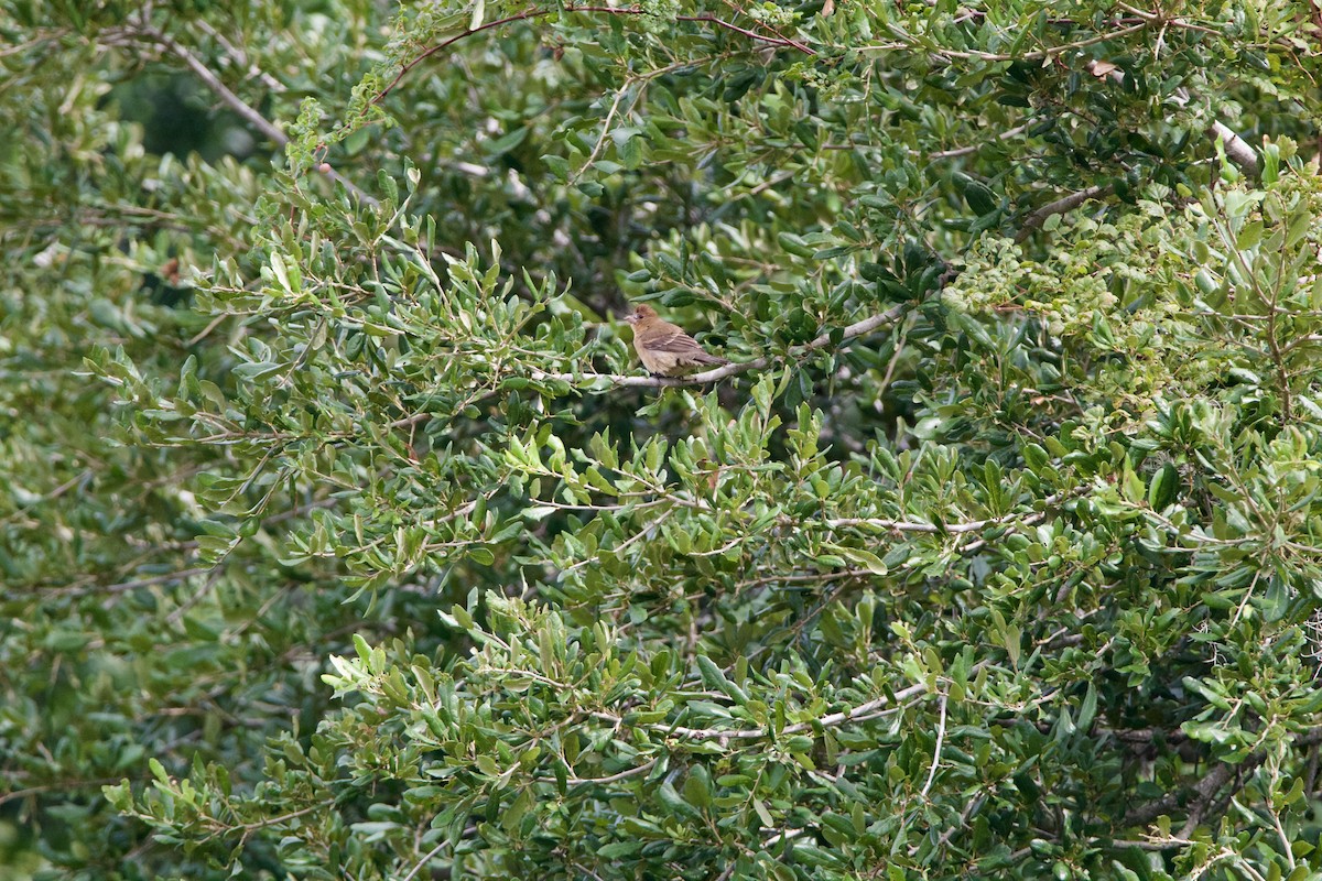 Blue Grosbeak - ML643041817