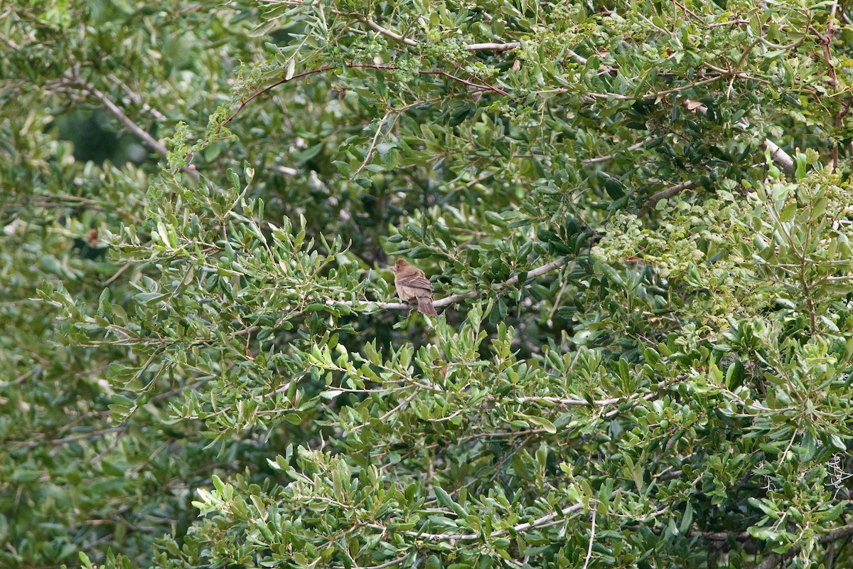 Blue Grosbeak - ML643041818