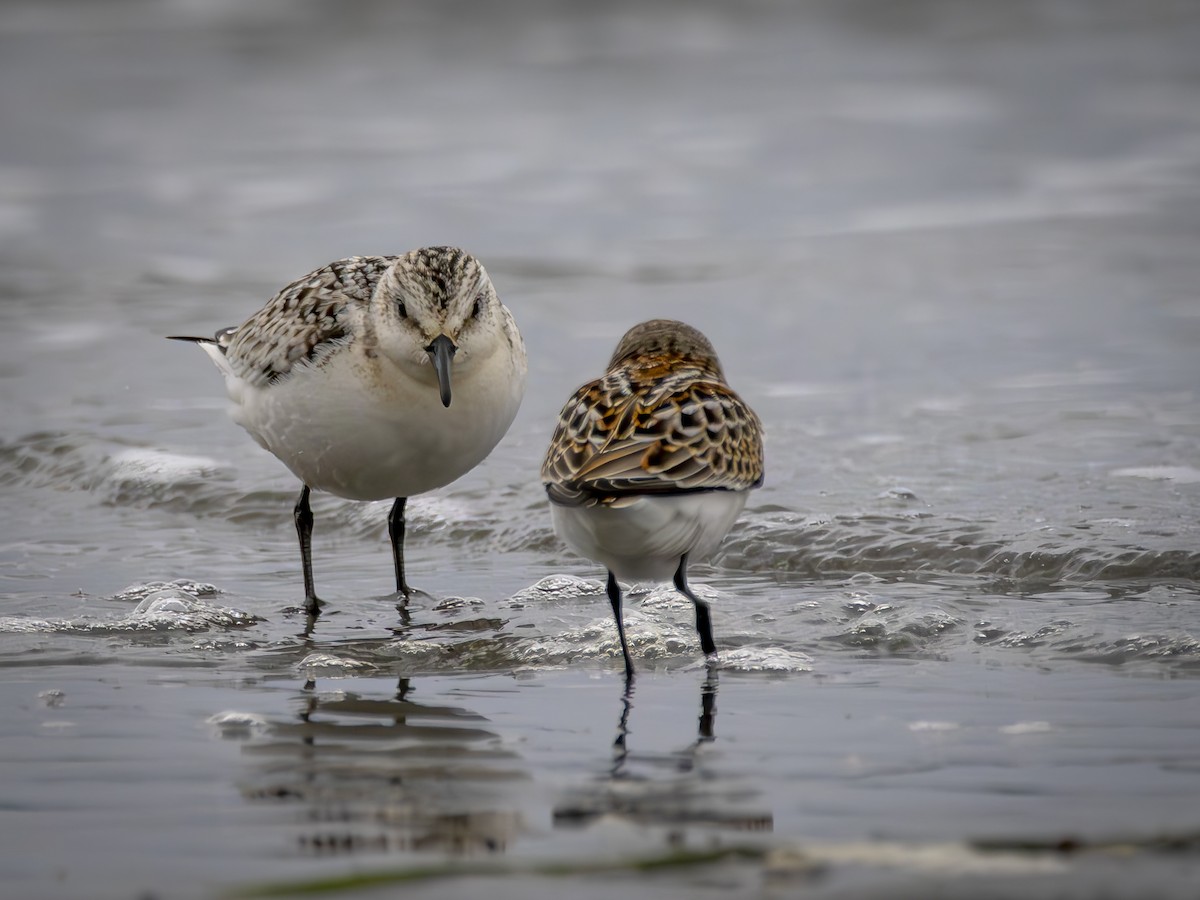 ミユビシギ - ML643041824