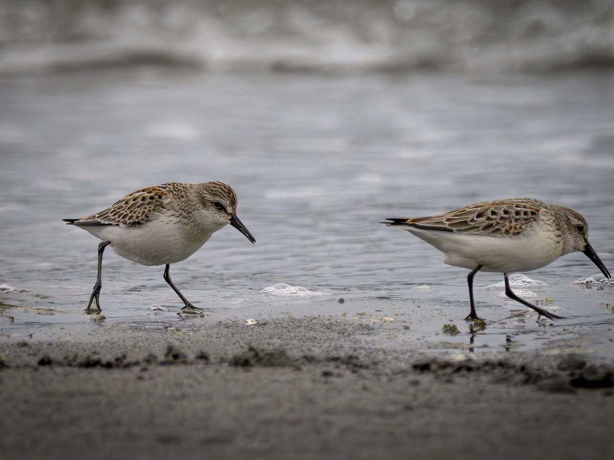 ヒメハマシギ - ML643041825