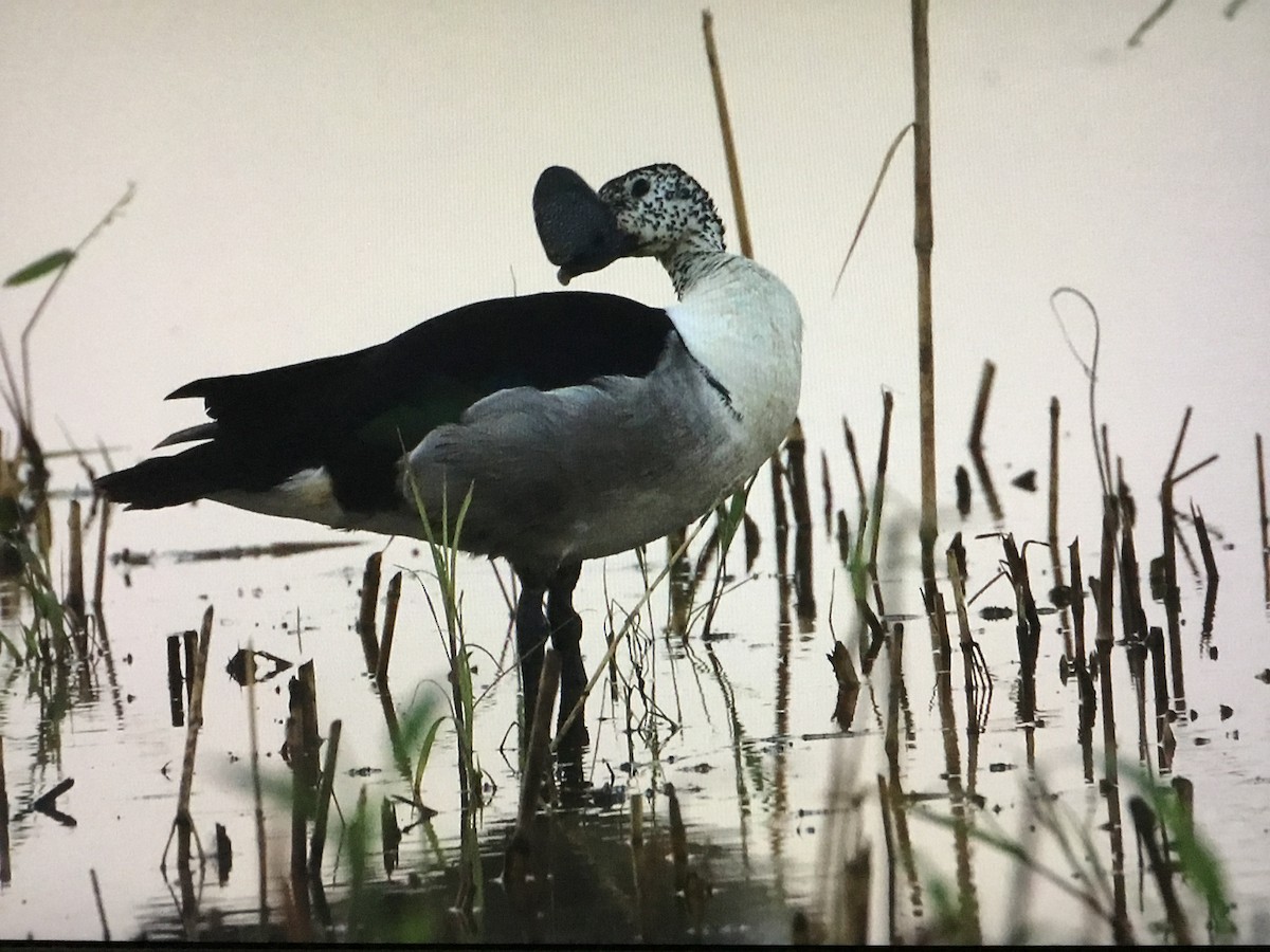Knob-billed Duck - ML643041826