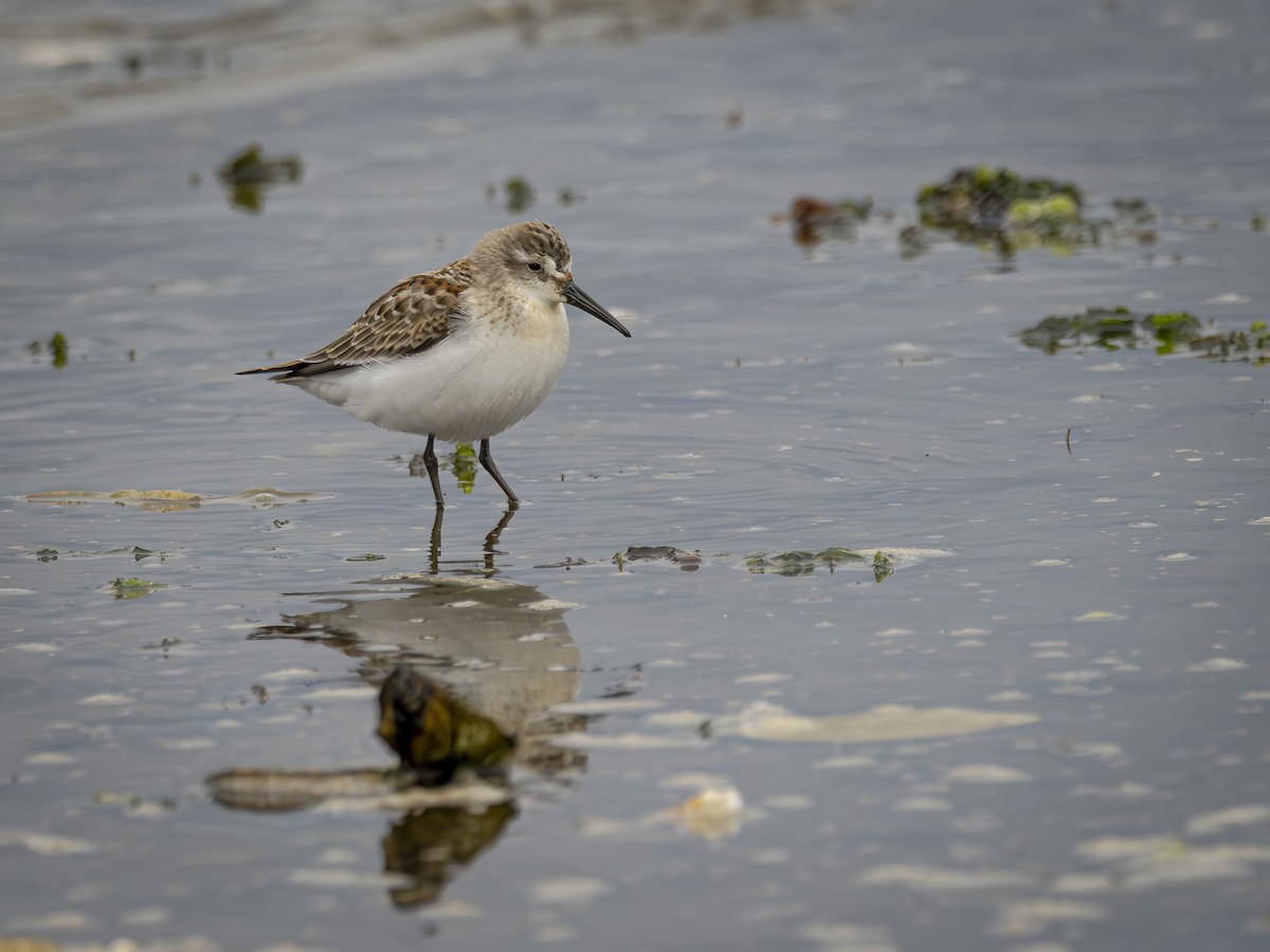 ヒメハマシギ - ML643041847