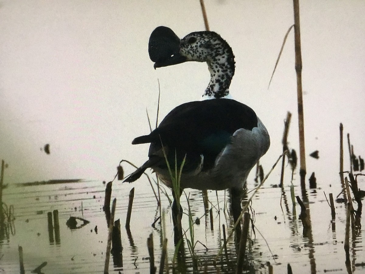Knob-billed Duck - ML643041851