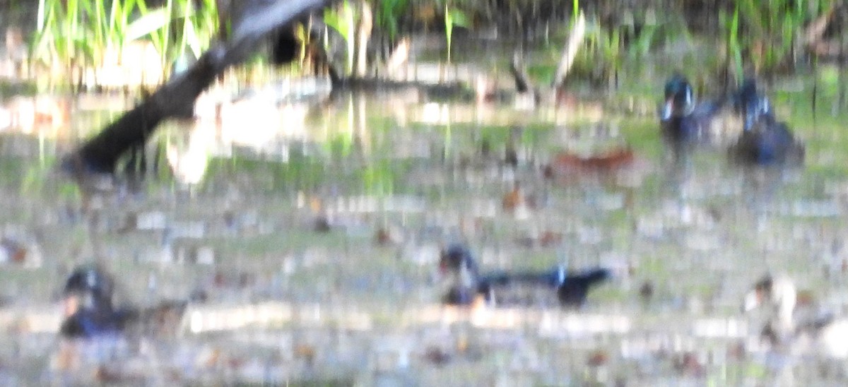 eBird Checklist - 6 Oct 2025 - Pickering Ponds, Rochester - 36 species