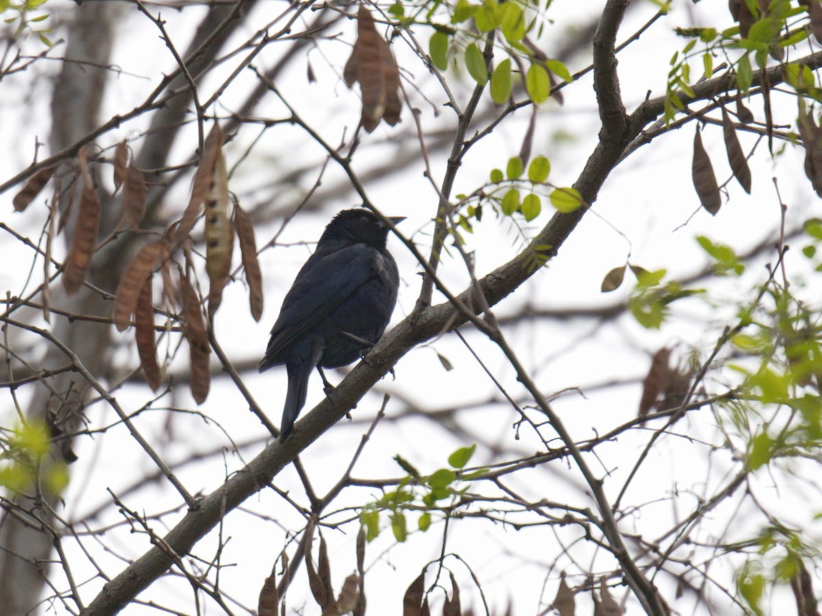 Shiny Cowbird - ML643041857