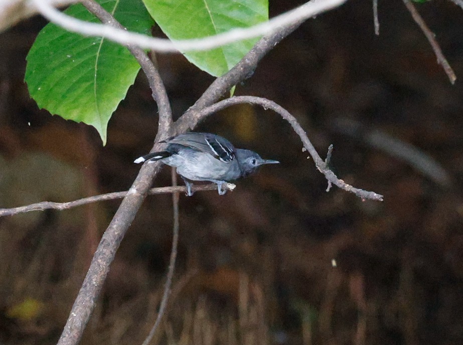 Band-tailed Antbird - ML643041863