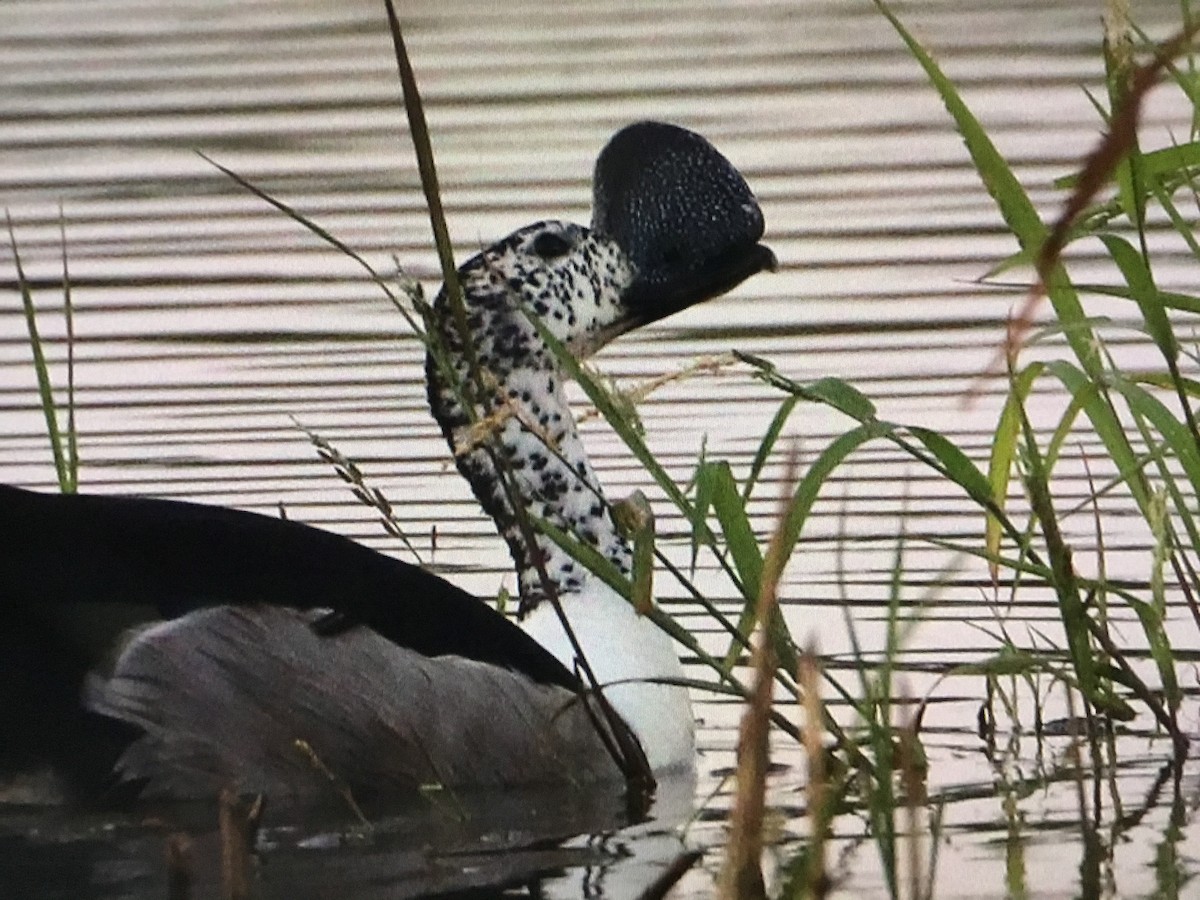 Knob-billed Duck - ML643041888