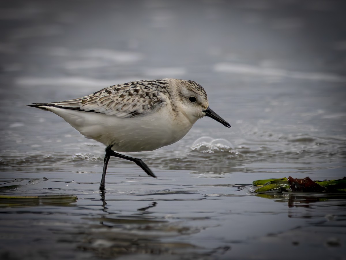 ミユビシギ - ML643041898