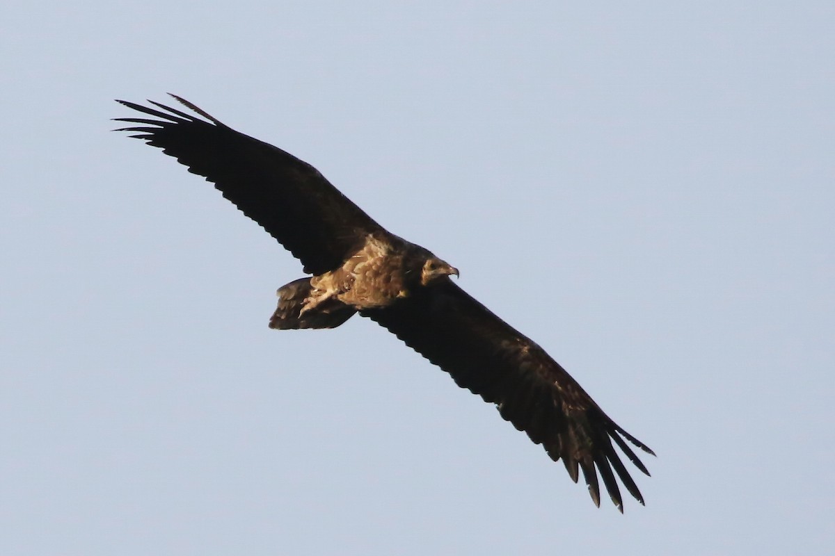 Egyptian Vulture - ML643041903