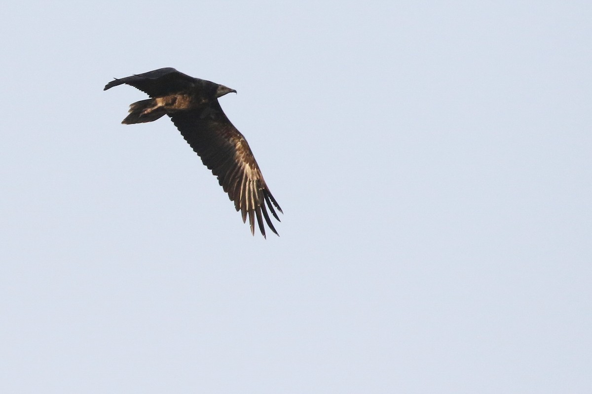 Egyptian Vulture - ML643041904