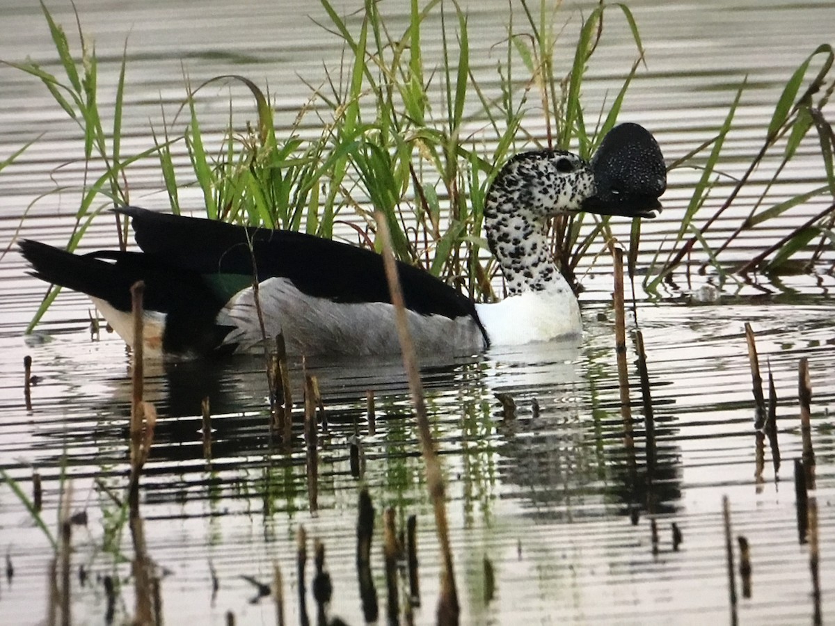 Knob-billed Duck - ML643041918