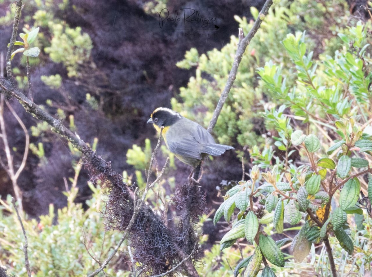 Pale-naped Brushfinch - ML643041920