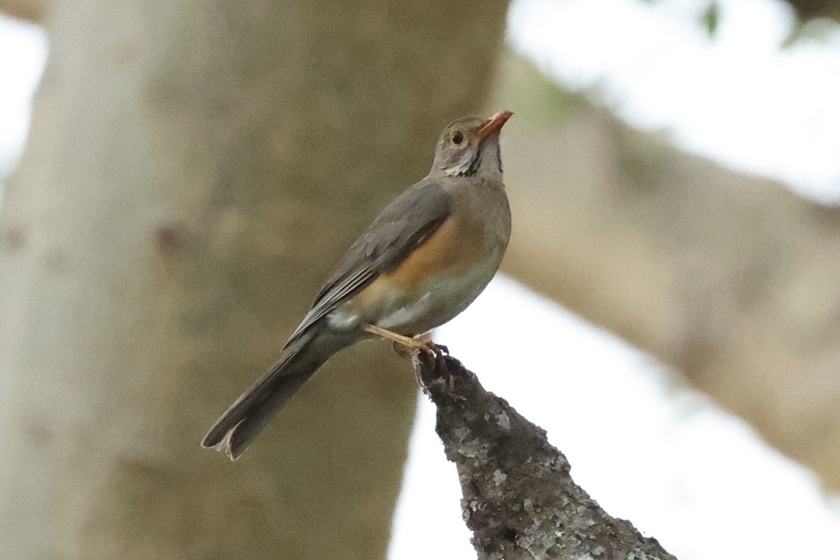 Kurrichane Thrush - ML643041939