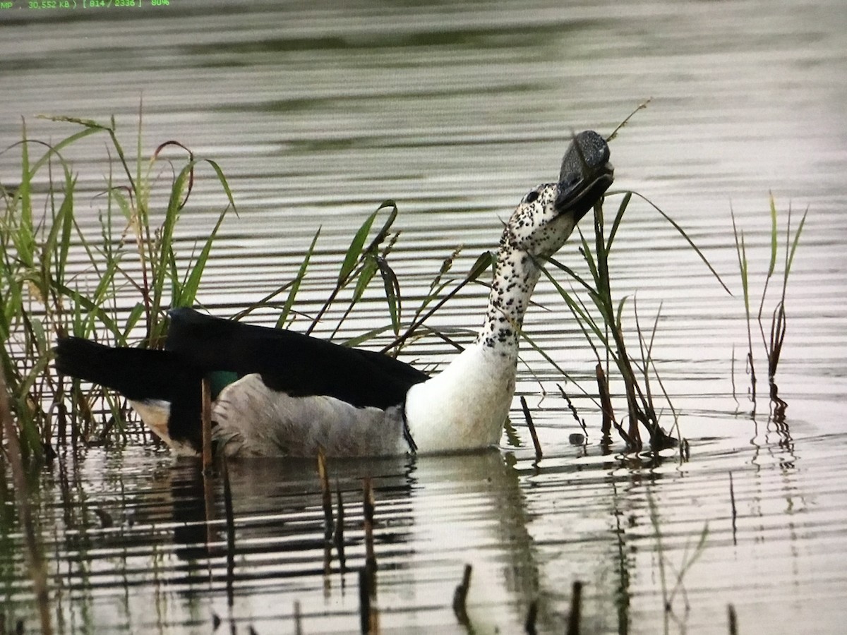 Knob-billed Duck - ML643041940