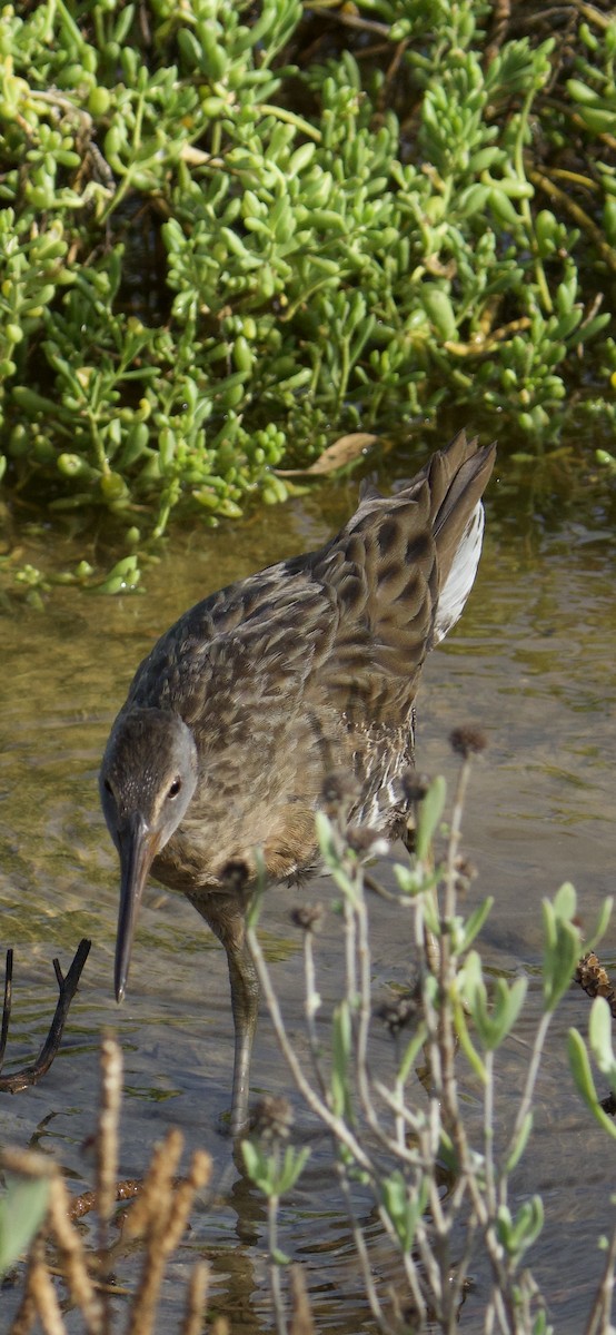 Clapper Rail - ML643041941