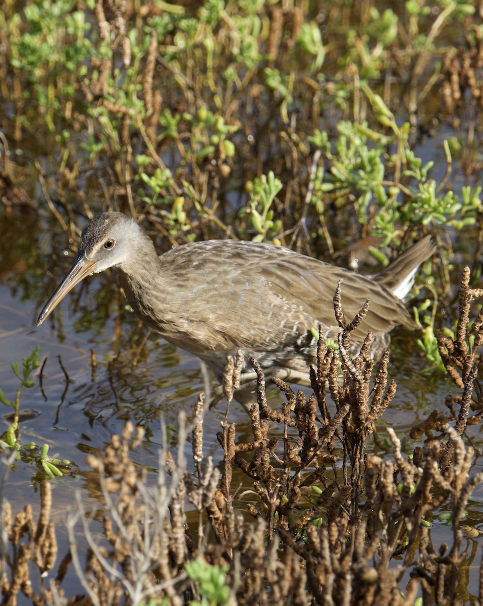 Clapper Rail - ML643041942