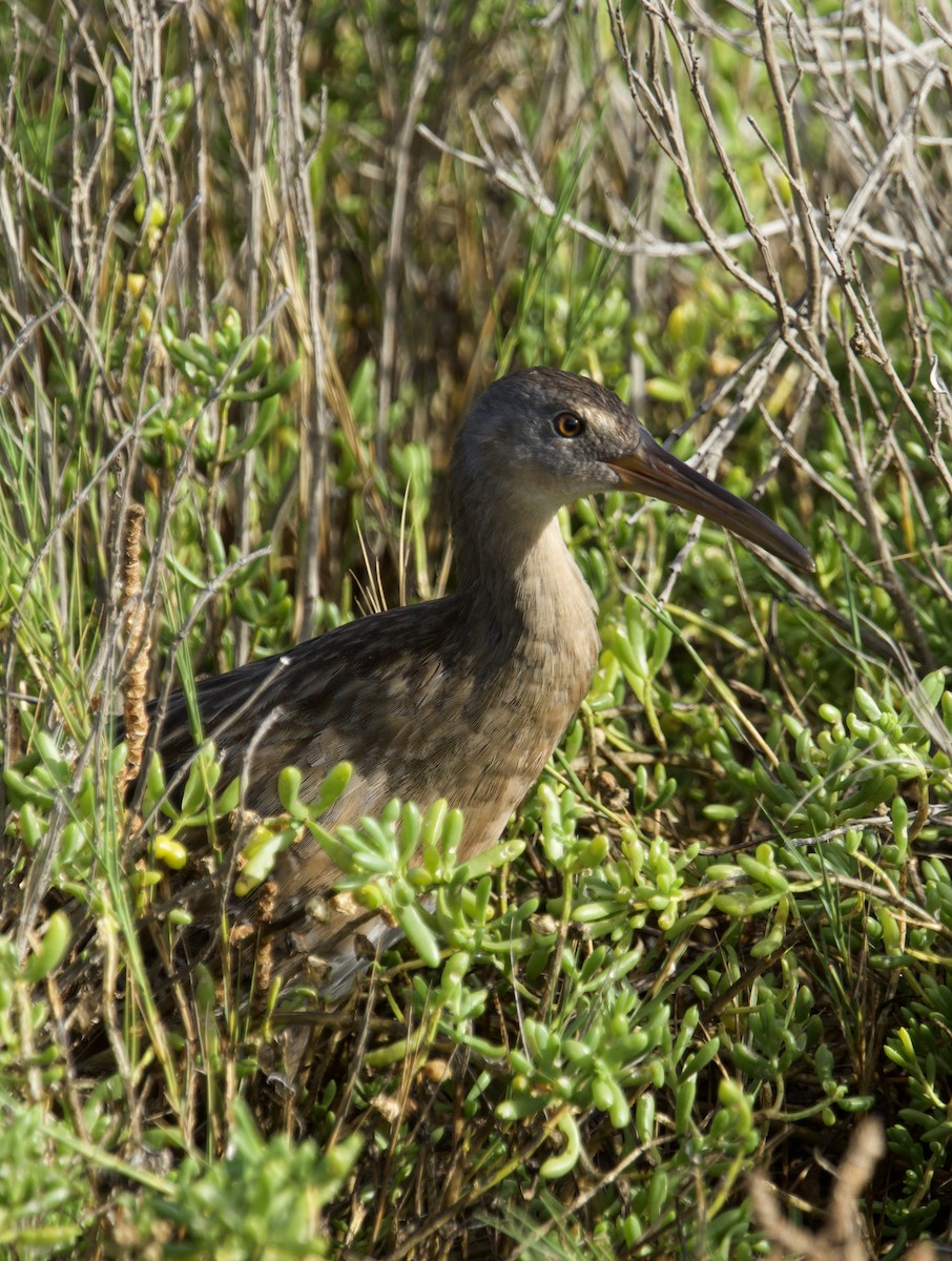 Clapper Rail - ML643041944