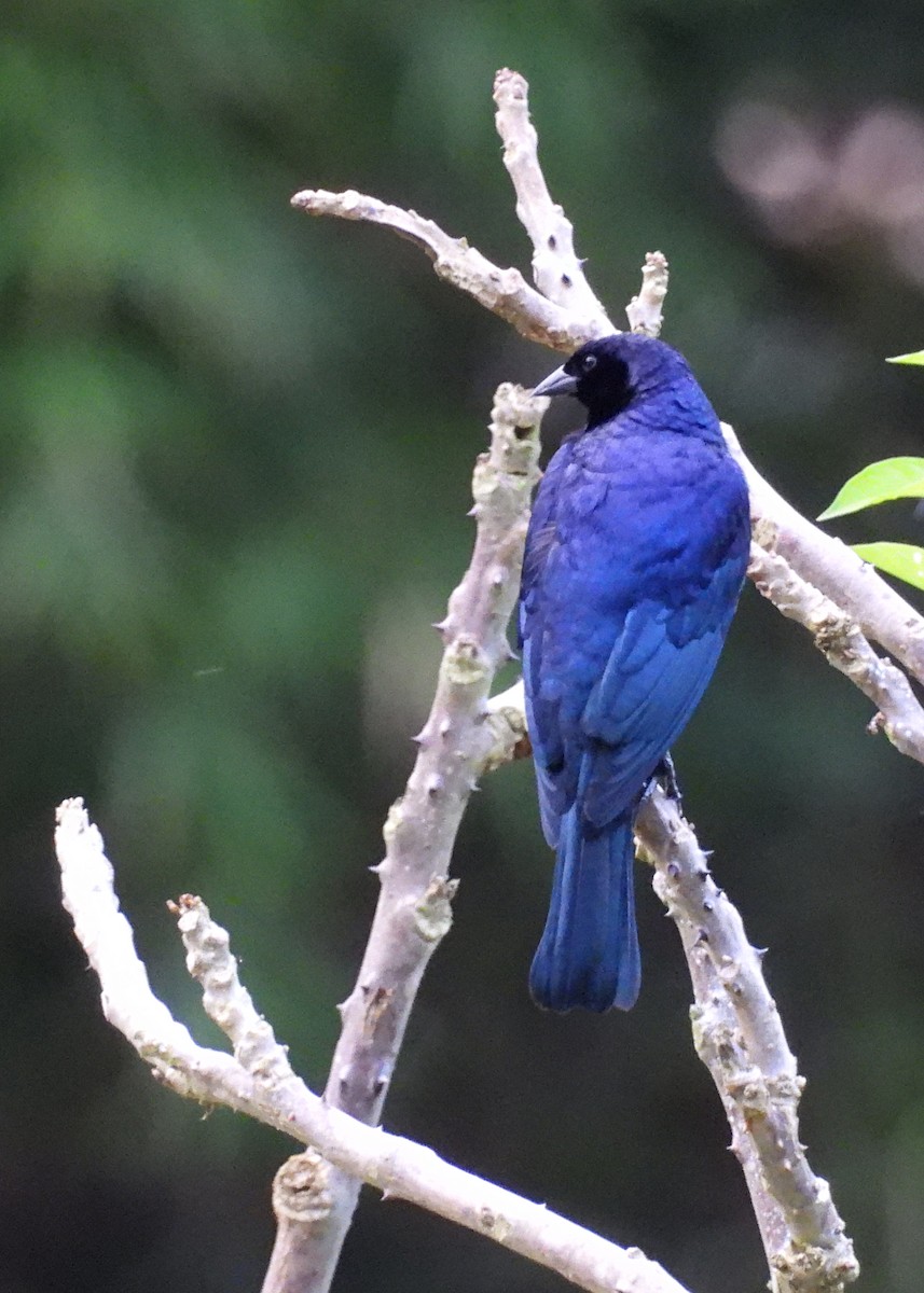 Shiny Cowbird - ML643041950