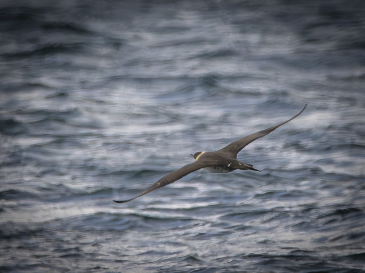 クロトウゾクカモメ - ML643041958