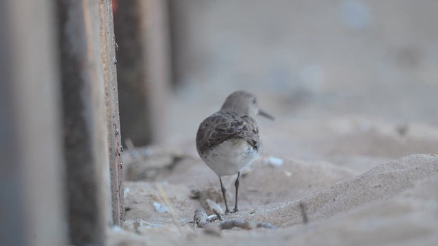 White-rumped Sandpiper - ML643041965