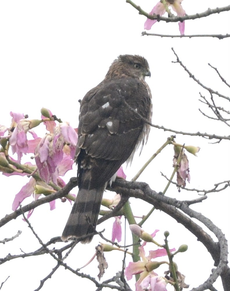Cooper's Hawk - ML643041978