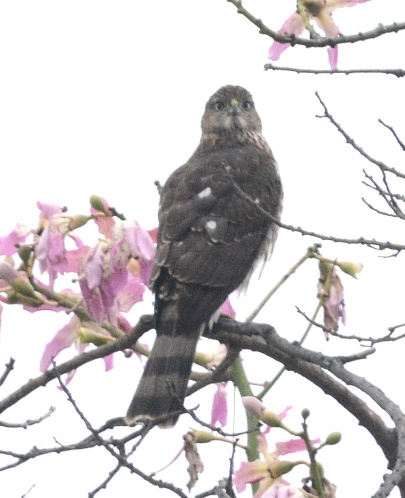 Cooper's Hawk - ML643041979