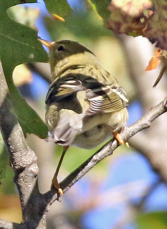 Blackpoll Warbler - William Parkin