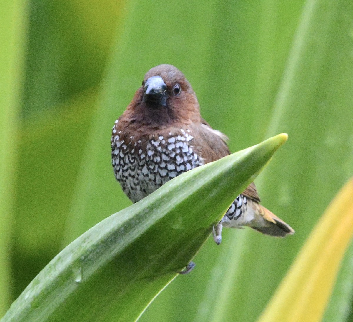 Munia pettosquamato - ML643042008