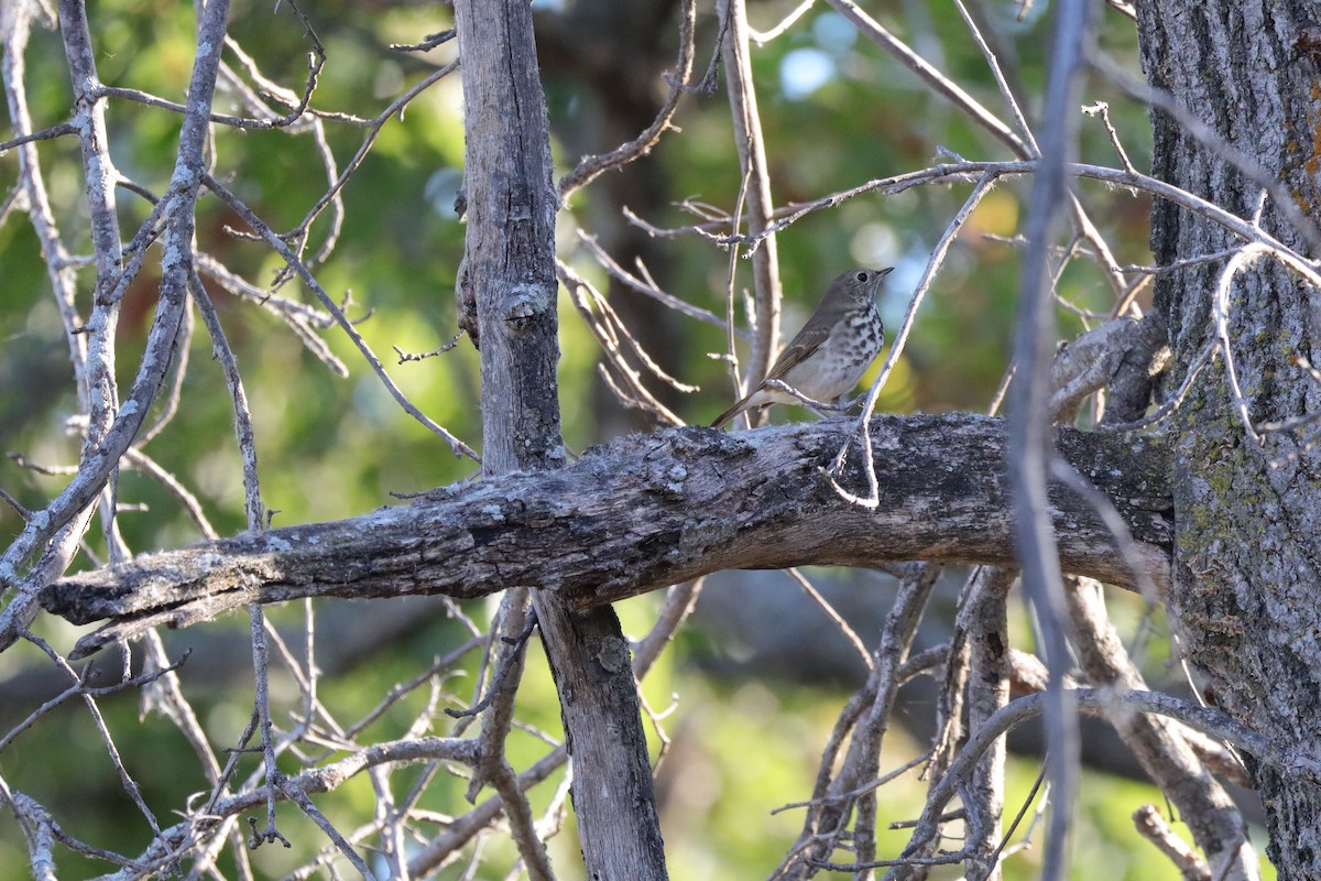 Hermit Thrush - Joshua Wendle