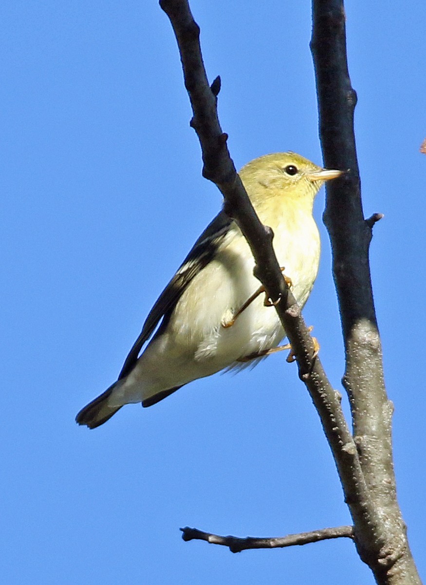 Blackpoll Warbler - William Parkin