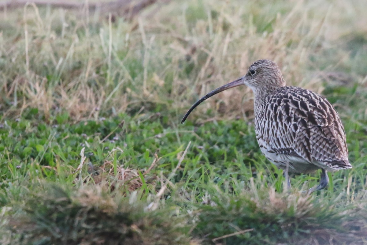 Eurasian Curlew - ML643042017