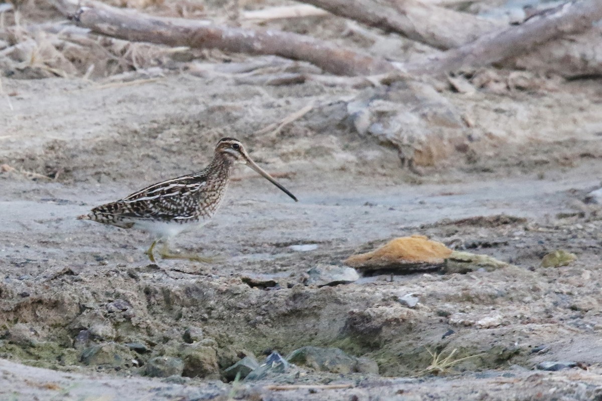 Common Snipe - ML643042037