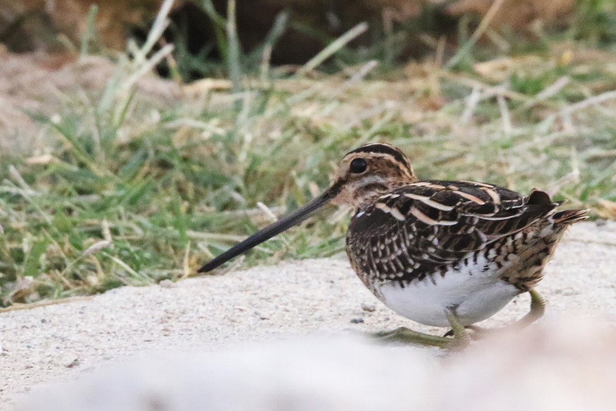 Common Snipe - ML643042038