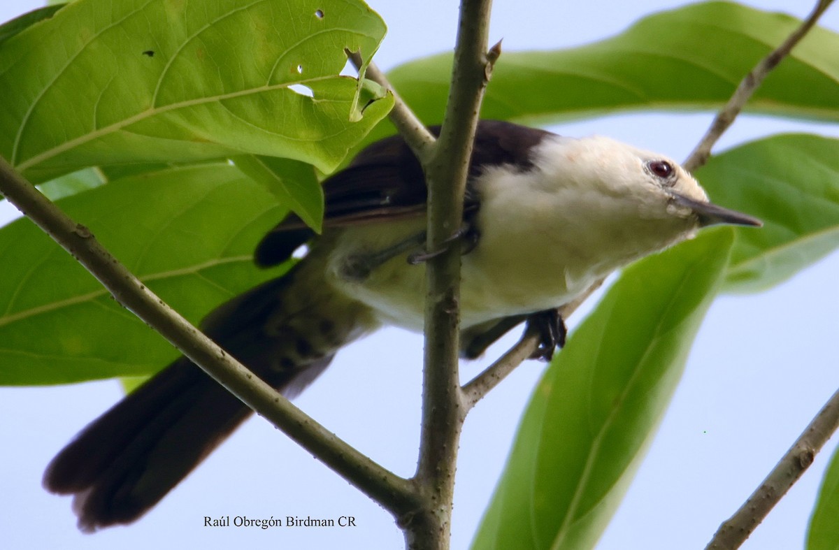 White-headed Wren - ML643042039