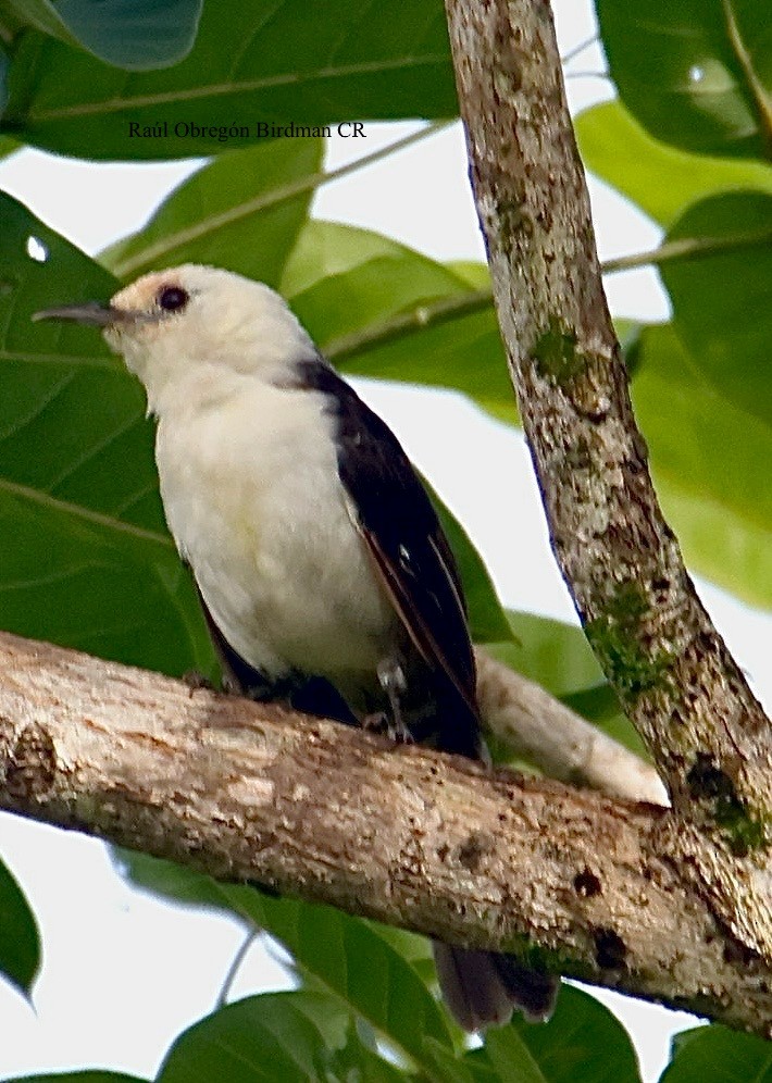 White-headed Wren - ML643042040